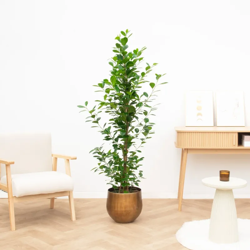 Direct beschikbaar | Ficus Microcarpa moclame struik - 160cm