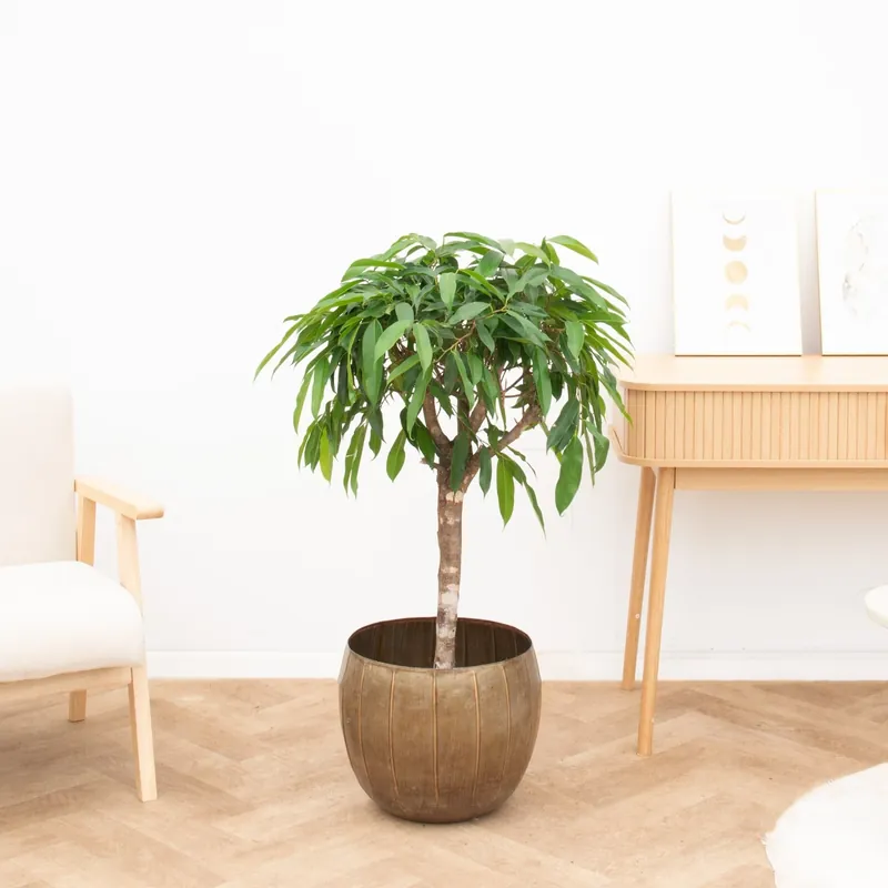 Ficus Amstel king - 130cm | Vanaf nu beschikbaar