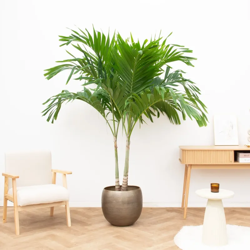 Premiumkwaliteit - Veitchia Merrillii multi stam - 250cm