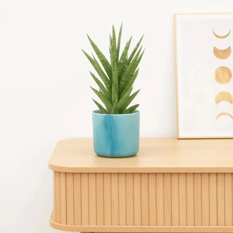 Prijsverlaging | Sansevieria Starshooter - 30 cm
