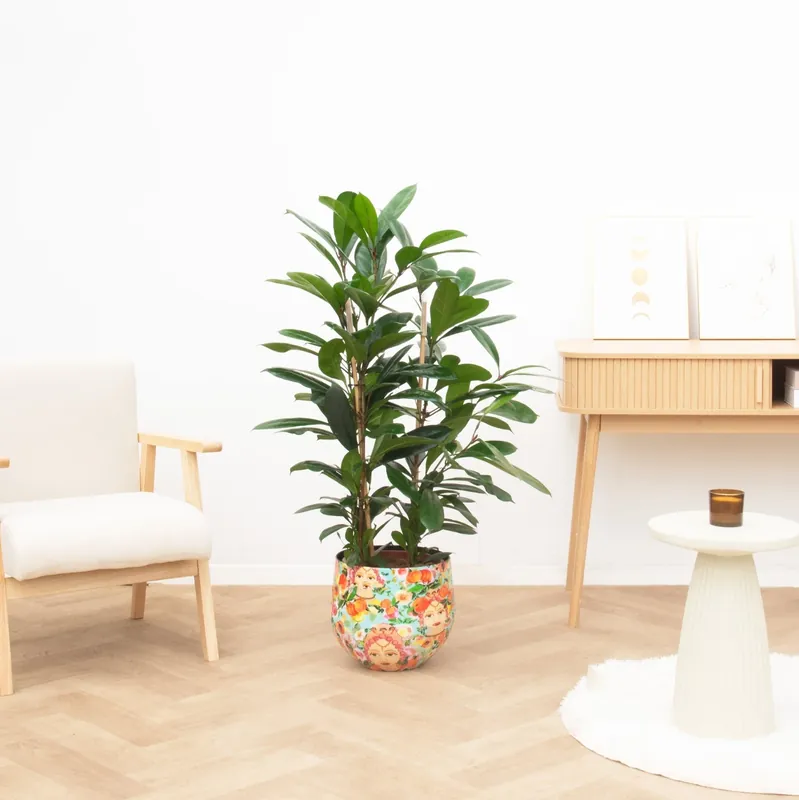 Direct kopen - Ficus Cyathistipula - 100cm