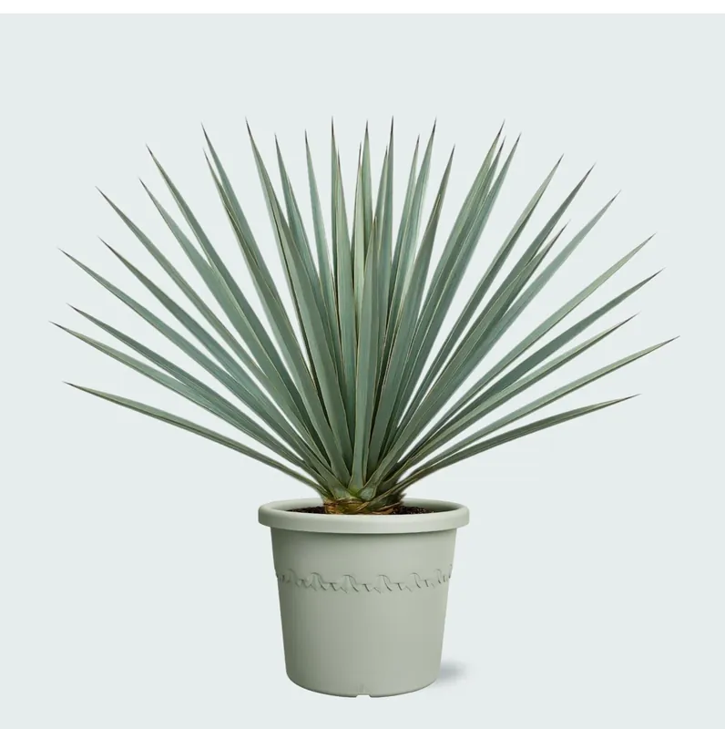 Online kopen - Yucca Rostrata ‘Blue Swan‘ - 50cm