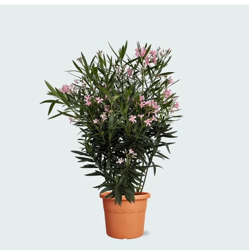 Nerium Oleander struik - 120cm | Opruiming