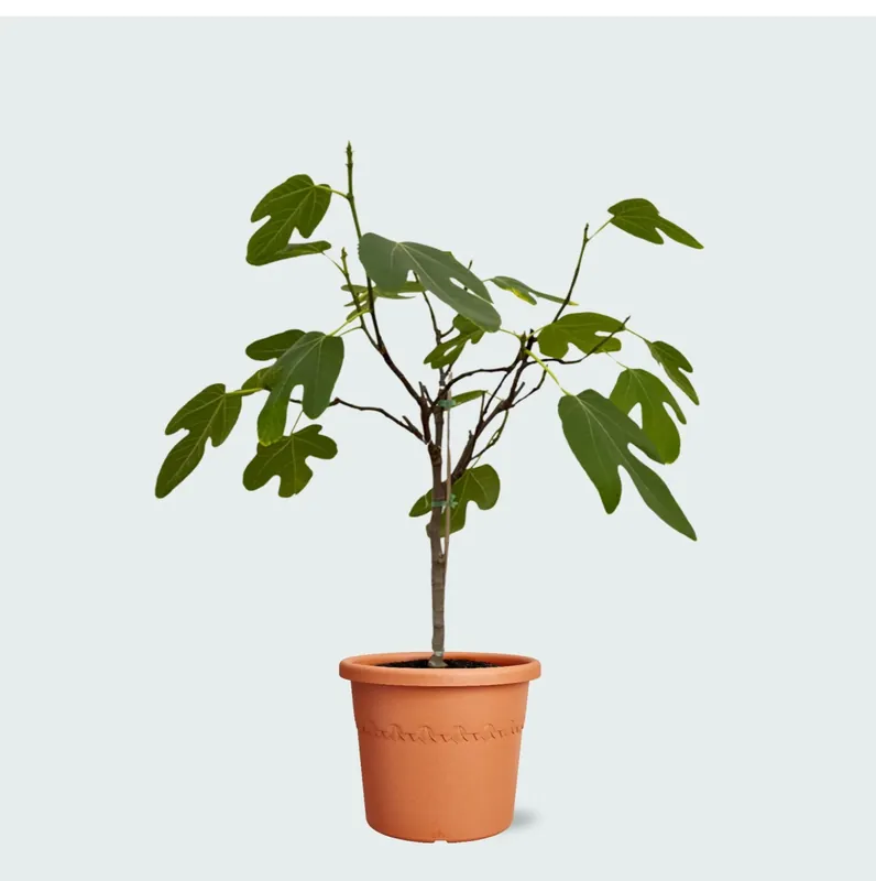Slechts tijdelijk | Ficus Carica (vijgenboompje) - 70cm