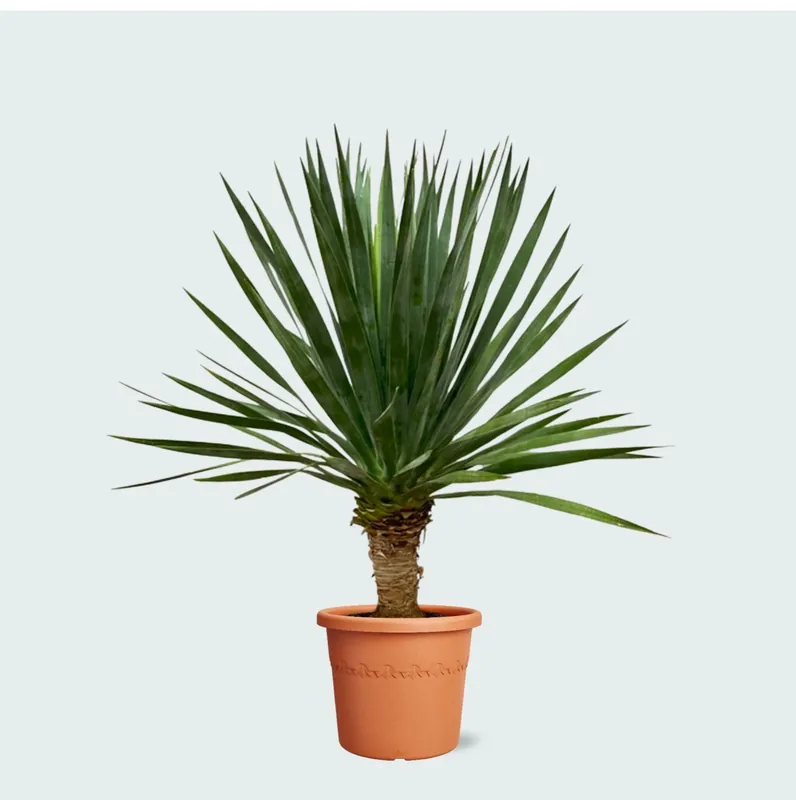 Dracaena Draco - 130 cm | Favoriet van klanten