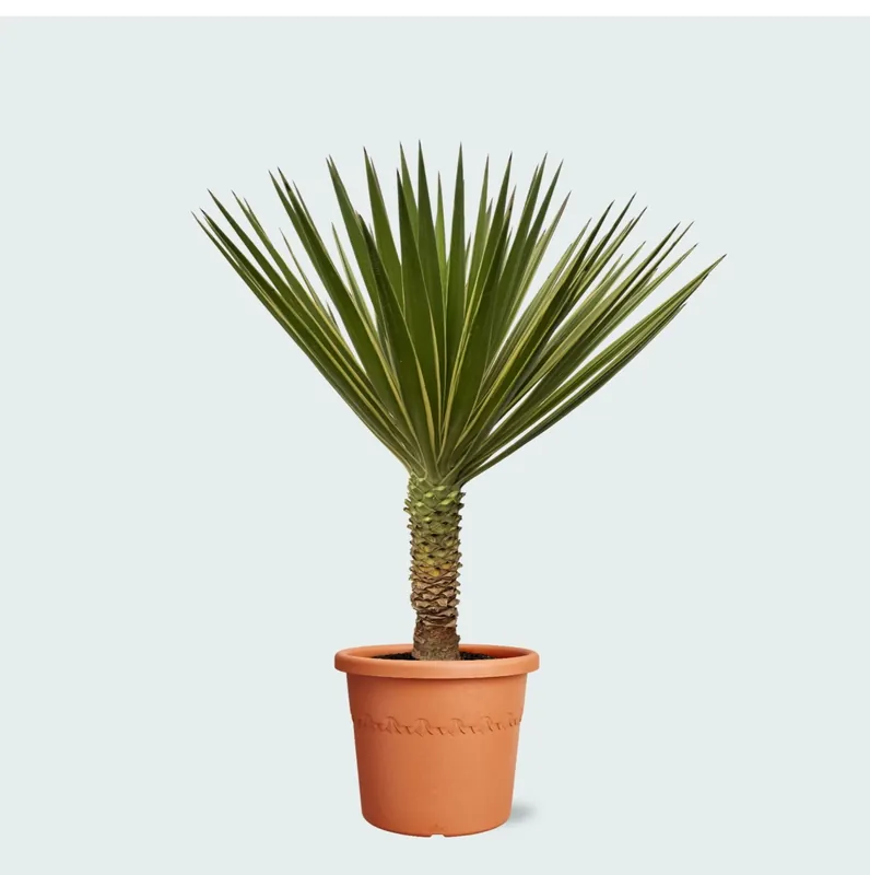 Nog enkele stuks - Yucca Aloifolia - 80 cm