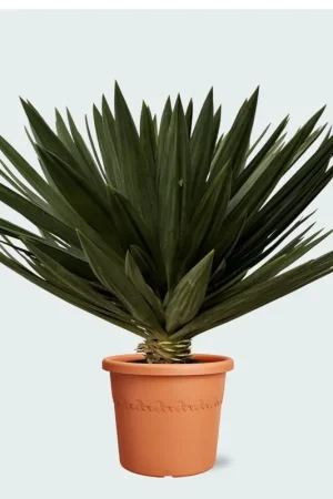 Yucca Gloriosa ‘Lone Star‘ - 120cm - Veel gekozen