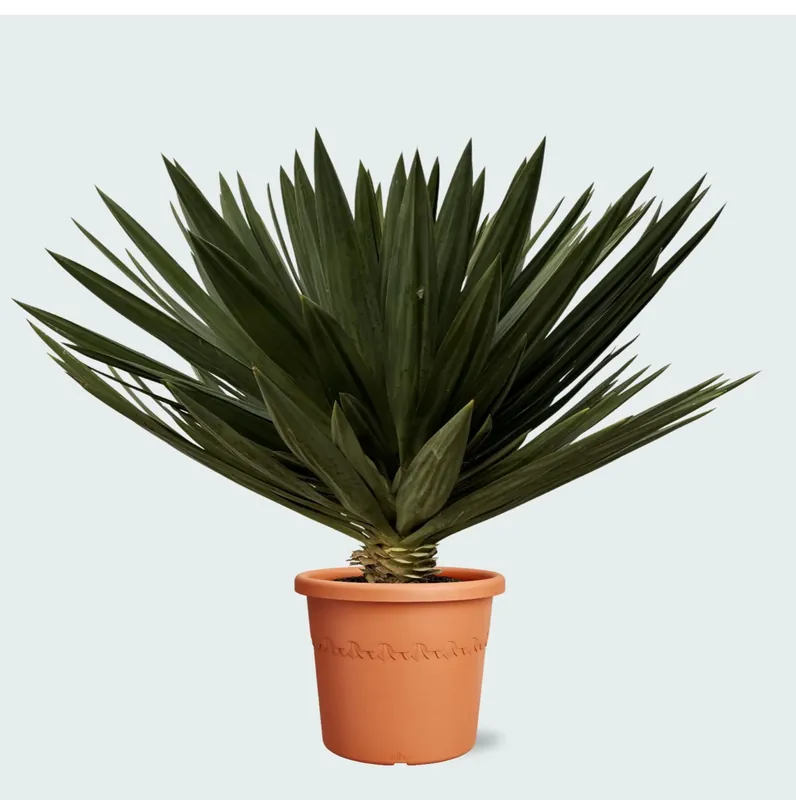 Yucca Gloriosa ‘Lone Star‘ - 120cm - Veel gekozen