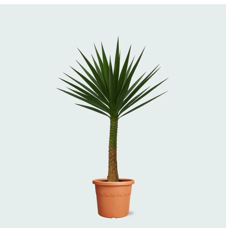 Yucca Elephantipes op stam - 230 cm - Direct bestellen