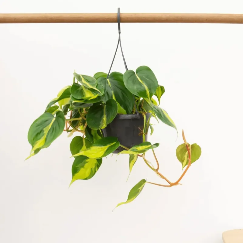 Philodendron Scandens Brasil hangplant - 40 cm | Topprijs