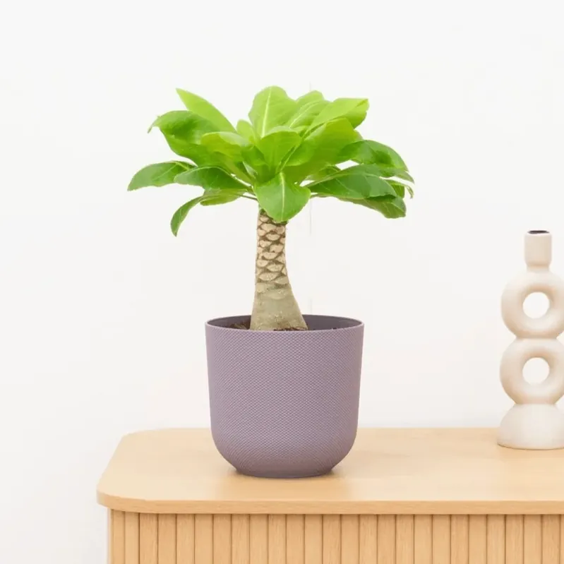 Opruiming | Brighamia Insignis Hawaii palm - 40 cm