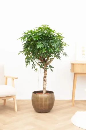Actie | Schefflera Arboricola Compacta - 130cm