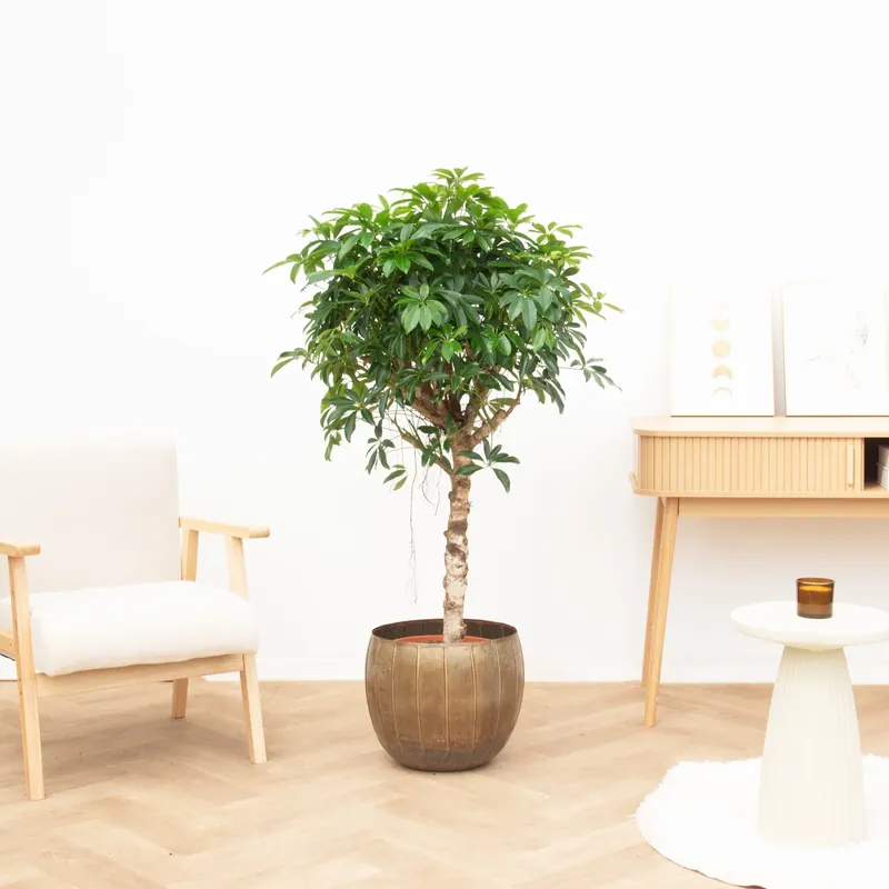 Actie | Schefflera Arboricola Compacta - 130cm