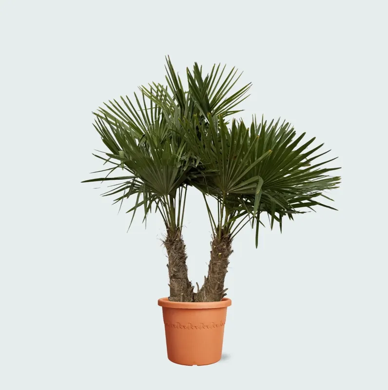 Beperkte voorraad - Trachycarpus Multistam - 200cm