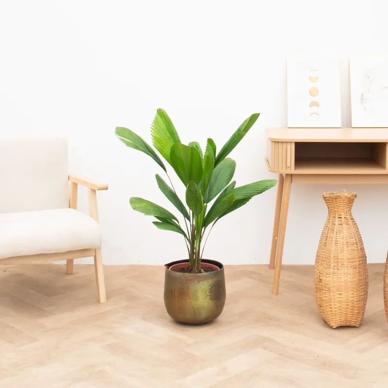 Sale - Licuala Grandis - 90cm
