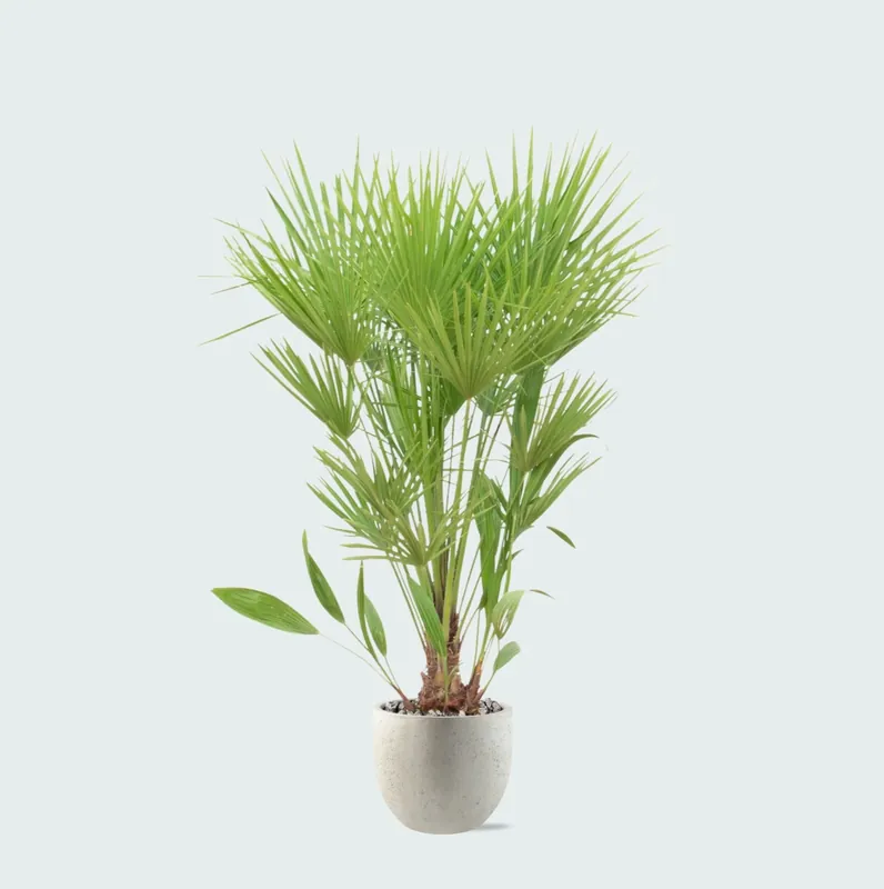 Combi deal - Chamaerops Humilis inclusief pot Grigio new egg - 170cm | Direct kopen