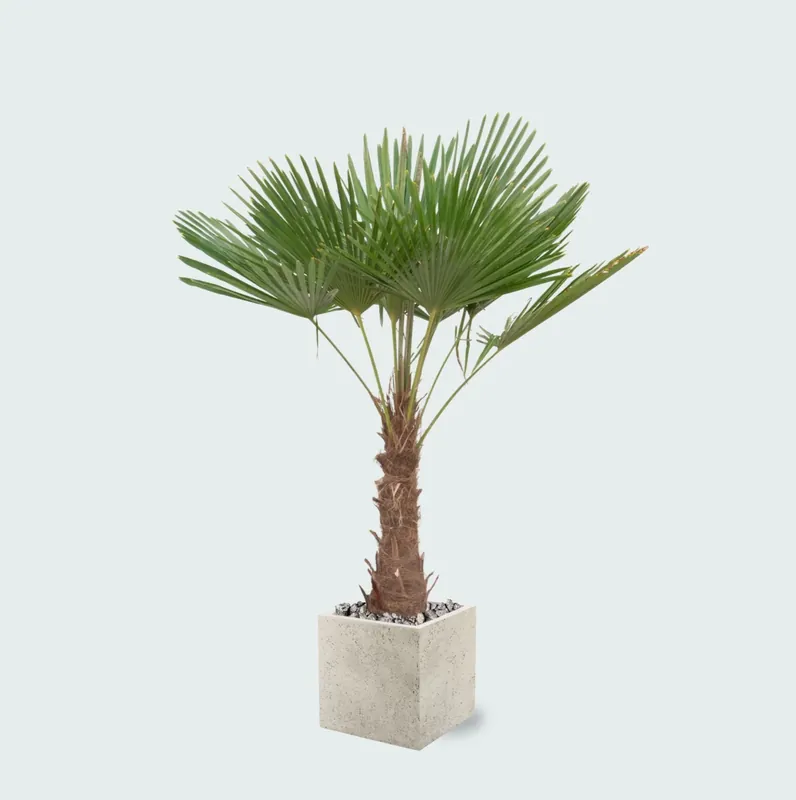 Combi deal - Trachycarpus Fortunei inclusief pot Grigio Cube - 200cm | Net gelanceerd