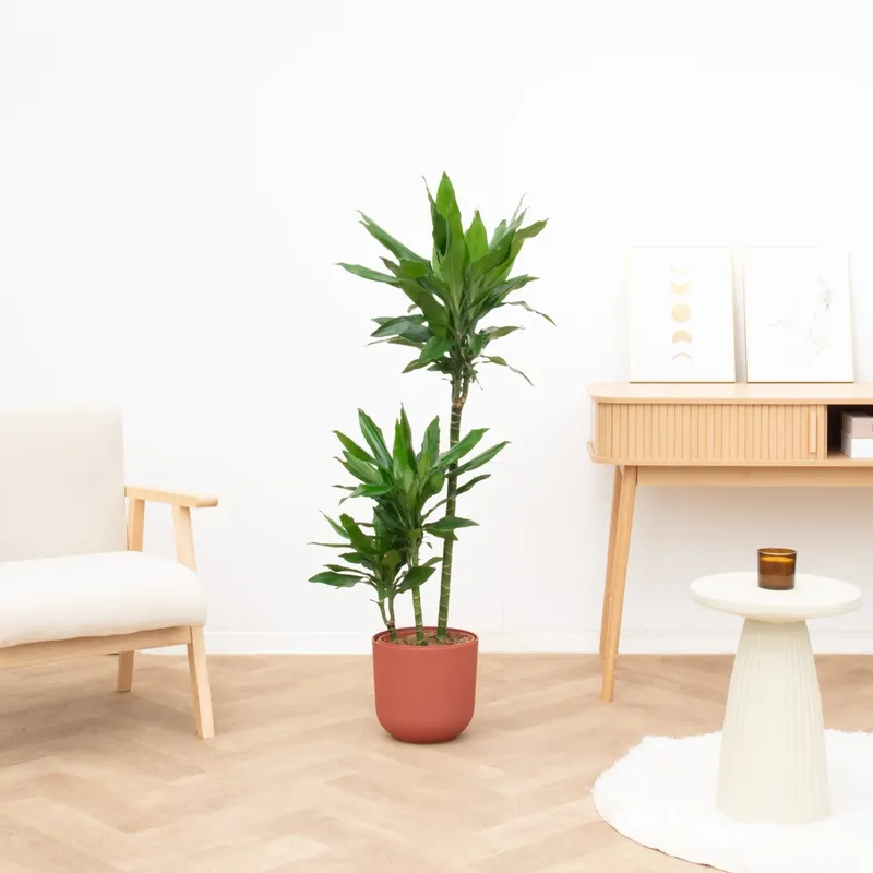 Beperkte voorraad | Dracaena Janet Lind - 130cm