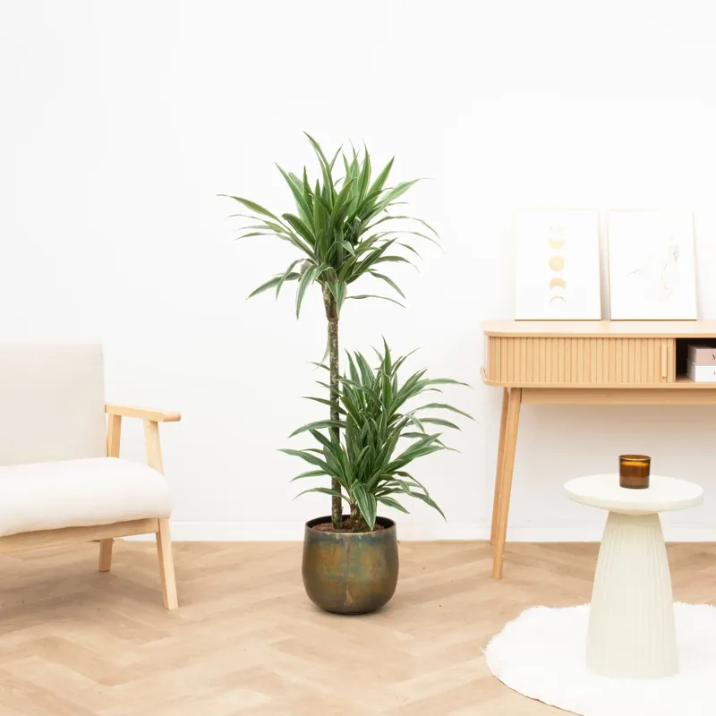 Dracaena Warneckei - 130cm - Voorraad bijna op