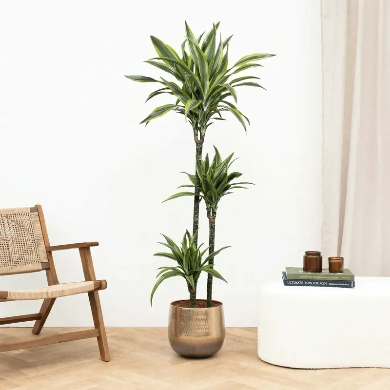 Dracaena Lemon lime - 160cm | Premium