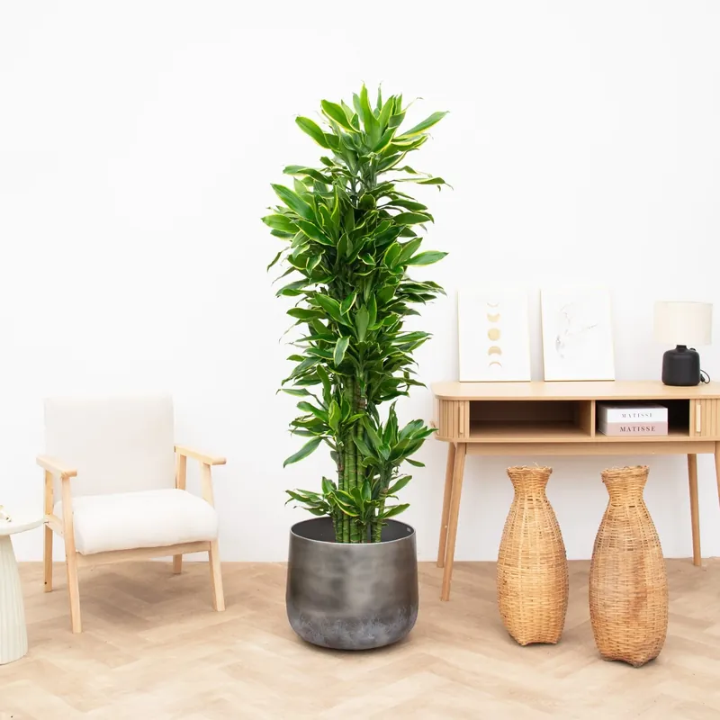 Dracaena Golden Coast - 120cm - Meest verkocht