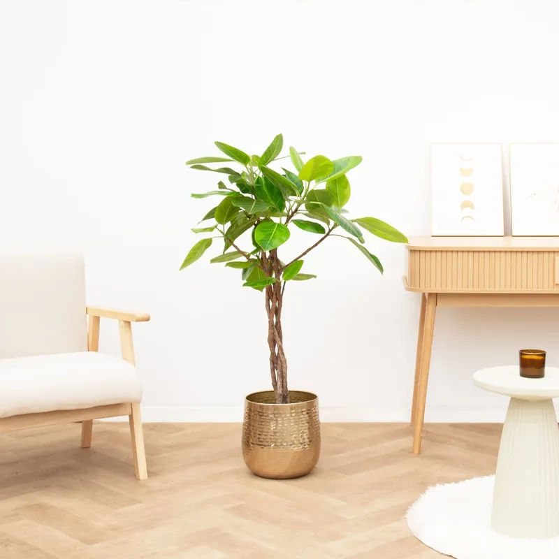 Ficus Benghalensis Altissima gevlochten stam - 120cm | Extra voordeel