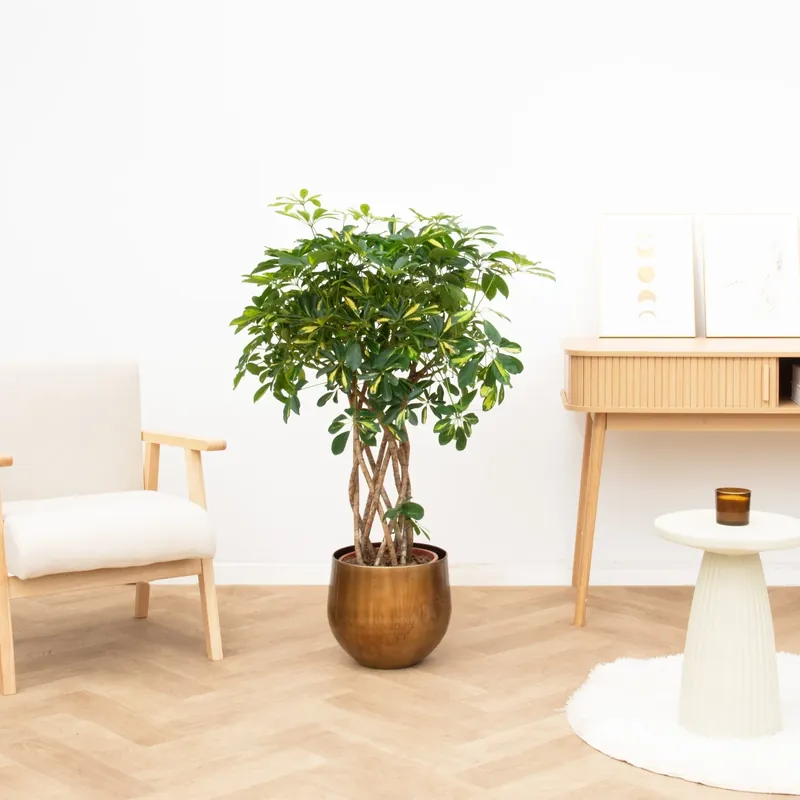 Schefflera Gold Capella gevlochten stam - 120cm | Outlet