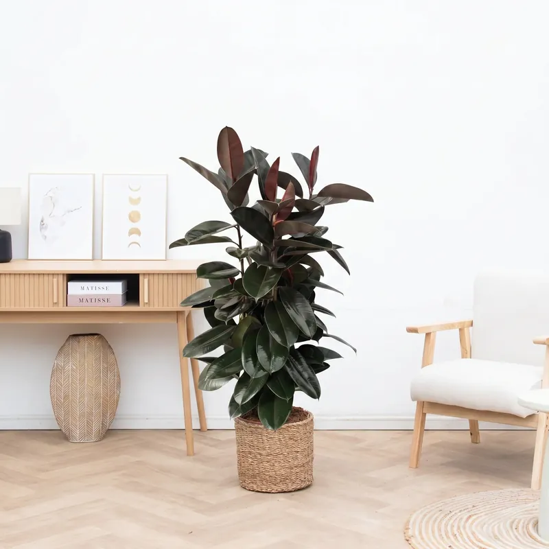 Ficus Elastica Abidjan struik - 150cm | Nieuw product