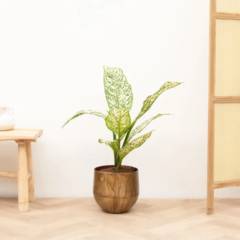 Rechtstreeks van de fabrikant | Dieffenbachia White Etna - 70 cm
