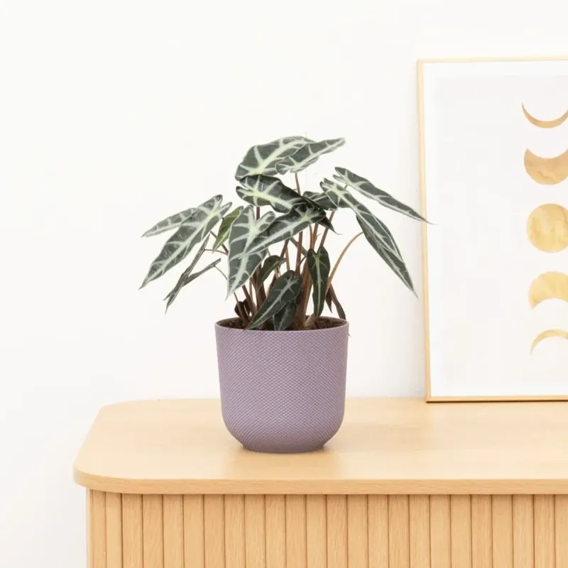 Snelle verzending | Alocasia Arrow - 40cm