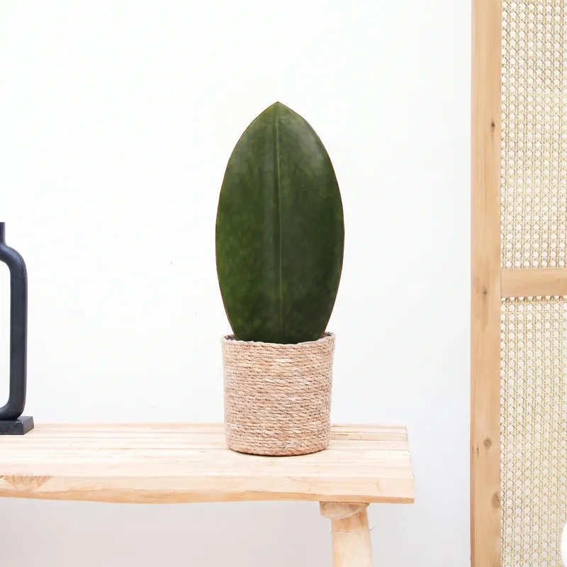 Sansevieria Masoniana Whale - 30cm - Direct beschikbaar