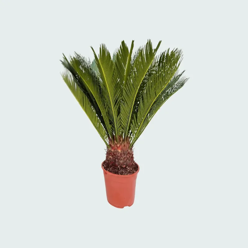 Cycas Revoluta - 80cm - Populair