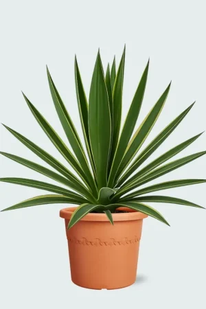 Yucca Gloriosa Variegata - 50cm - Verlaagde prijs