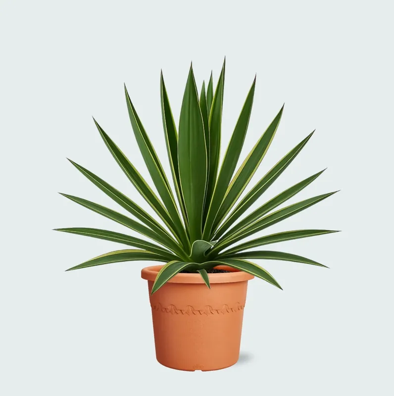 Yucca Gloriosa Variegata - 50cm - Verlaagde prijs