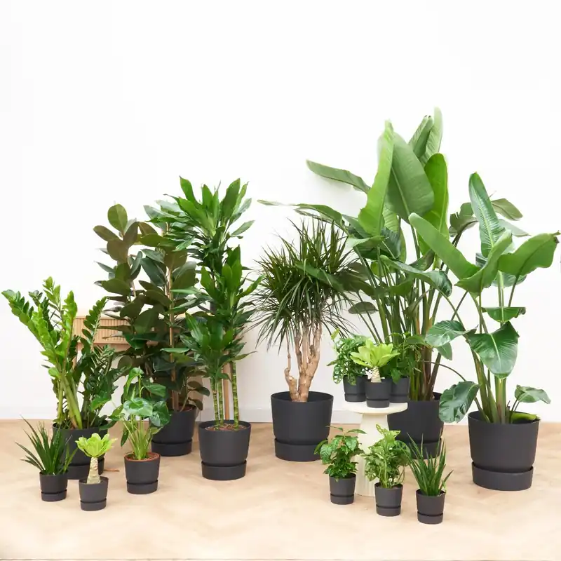 Nu kopen | Kantoorpakket Jungle XL