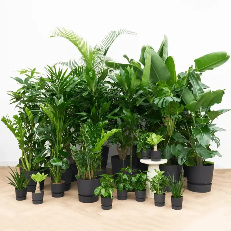 Kantoorpakket Plant Harmony - Extra korting