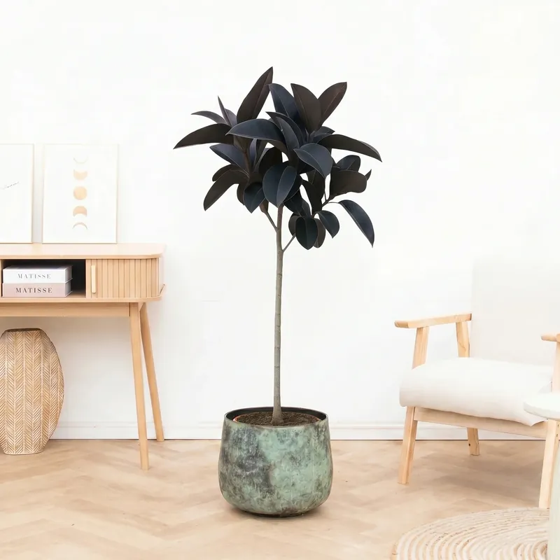 Ficus Elastica Abidjan stam - 150cm - Aanrader