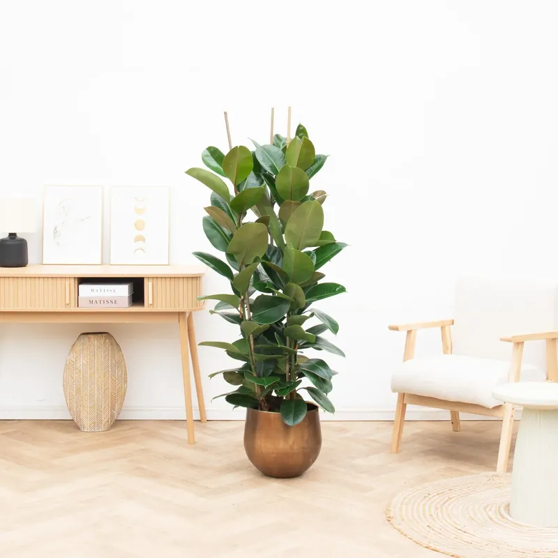 Bespaar meer | Ficus Robusta struik - 120cm