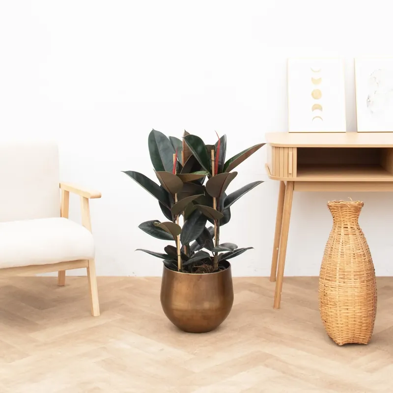 Ficus Abidjan struik - 100cm | Koop vandaag