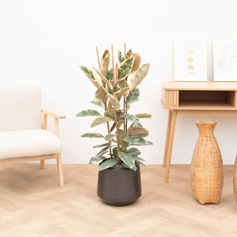 Dagdeal - Ficus Tineke struik - 100cm