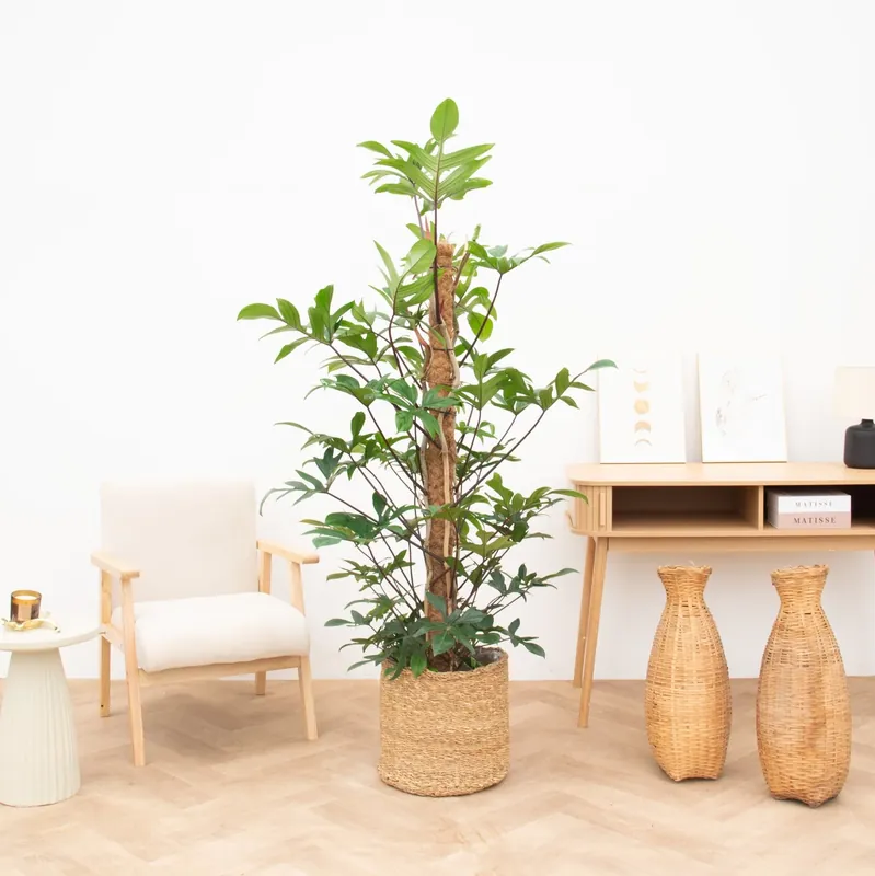 Philodendron Pedatum - 130cm | Veilige betaling