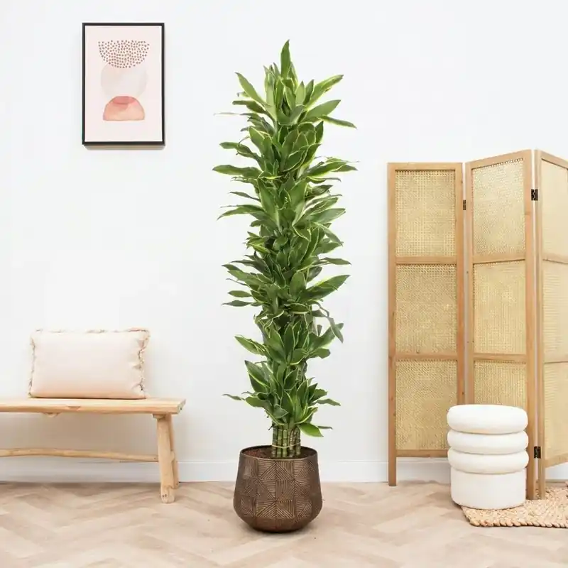 Dracaena Golden Coast struik - 180cm | Shop nu