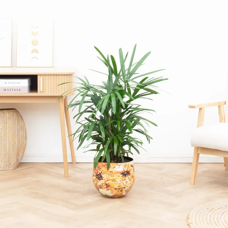 Rhapis Excelsa - 100cm | Vanaf nu beschikbaar