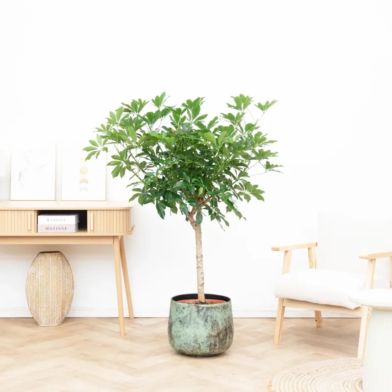 Online bestelbaar - Schefflera op stam - 150cm