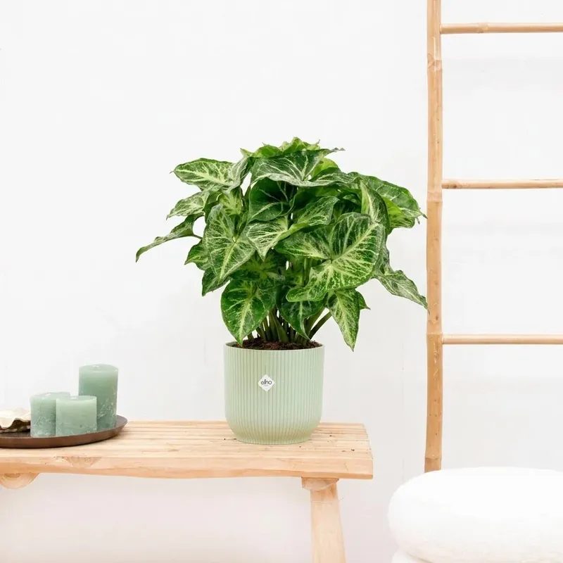 Syngonium Arrow - 30cm - Zojuist toegevoegd