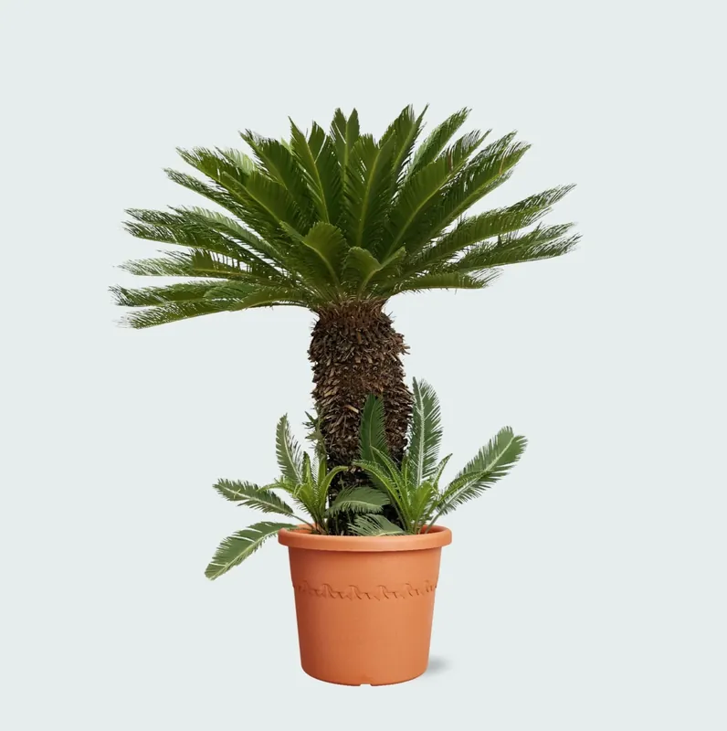Cycas Revoluta - 180cm - Tijdelijke aanbieding