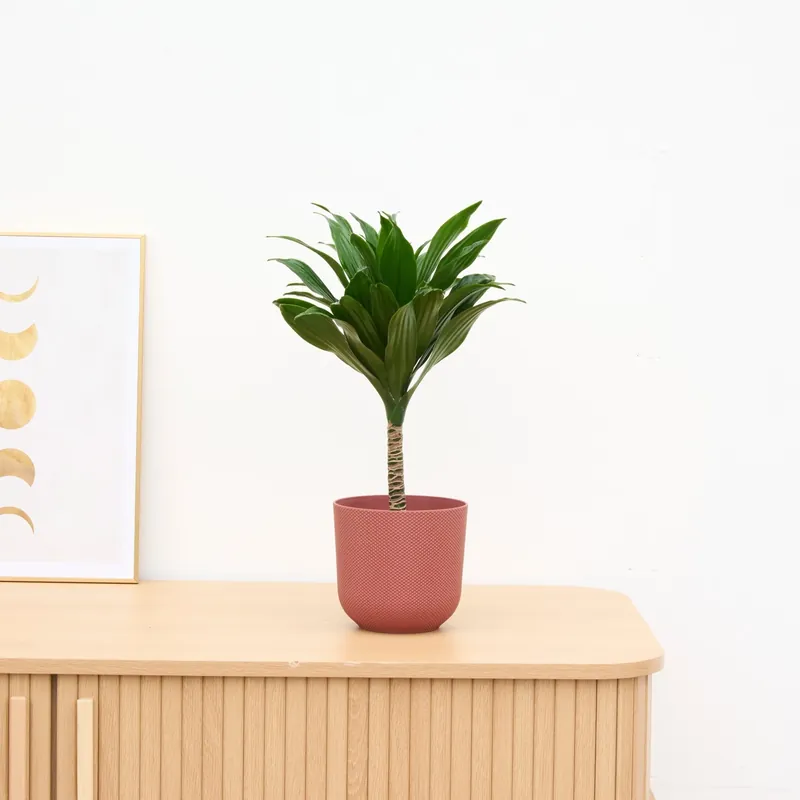 Dracaena Janet Craig op stam - 40cm | Direct bestellen
