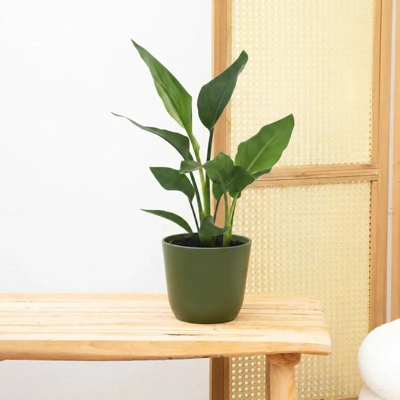 Strelitzia Reginae - 40cm - Nieuw binnengekomen