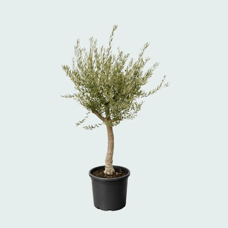 Olea Lorc XL vertakt - 220cm | Pak je kans