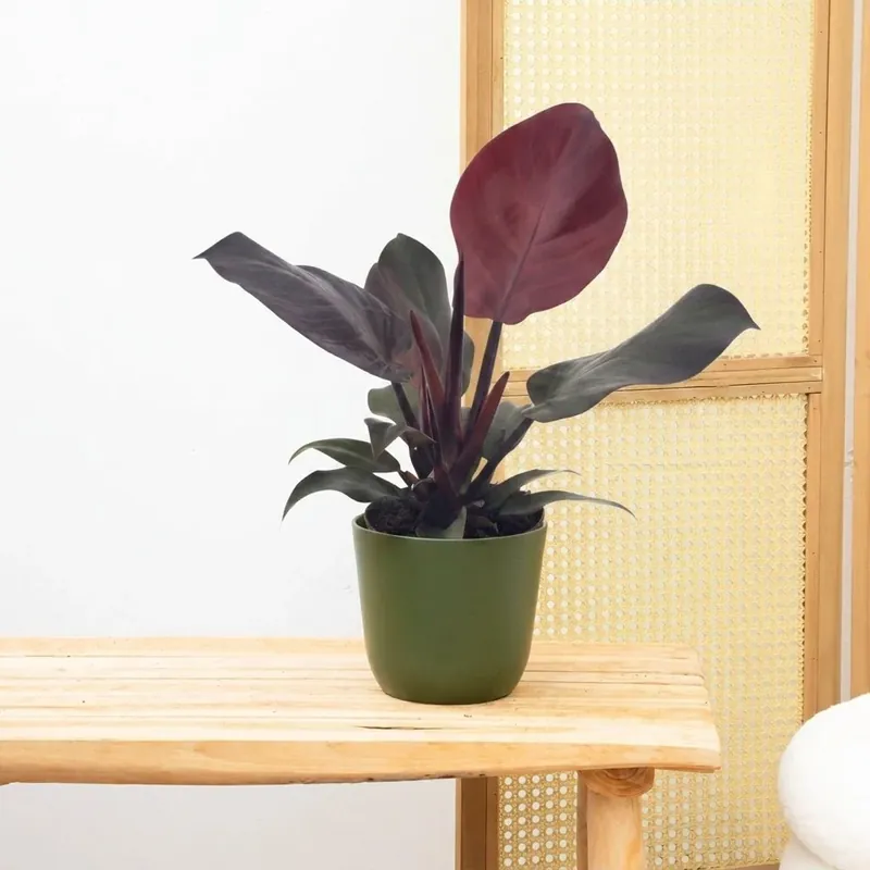Philodendron Sunlight - 30cm - Nu beschikbaar